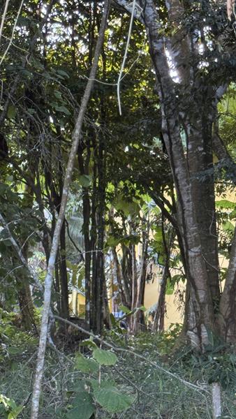 TERRENO COM VISTA PANORÂMICA - foto 7