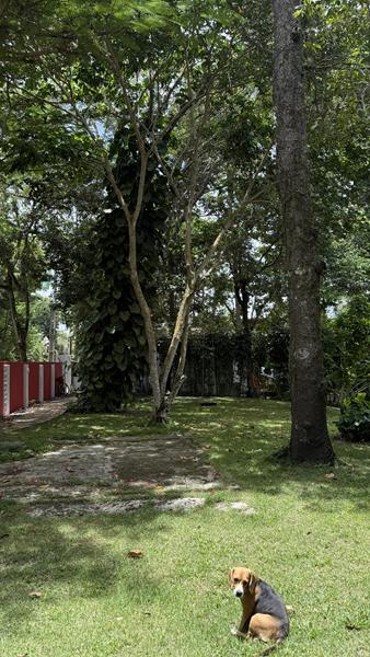 TERRENO PARA CONDOMÍNIO A 200M DA PRAIA ARAÇAIPE - foto 1