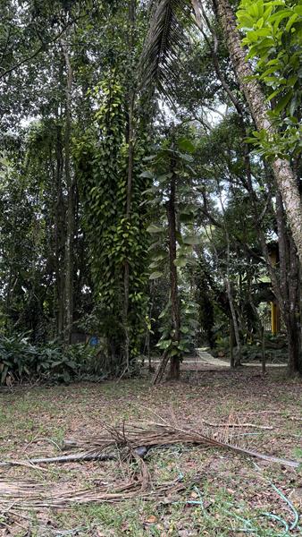 TERRENO NO CENTRO DE ARRAIAL D'AJUDA - foto 14