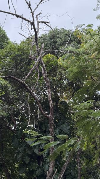 TERRENO NO CENTRO DE ARRAIAL D'AJUDA - foto 12
